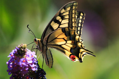 Machaon190web.jpg