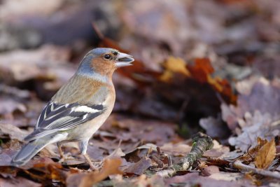 oiseaux_099w.jpg