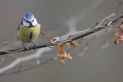 oiseaux_098w.jpg