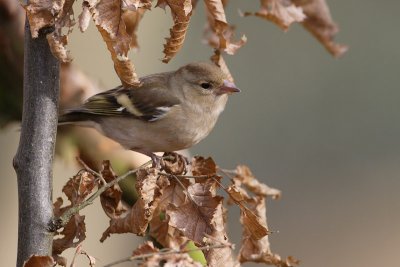 oiseaux_094w.jpg