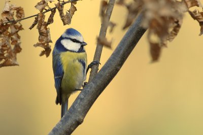 oiseaux_081w.jpg