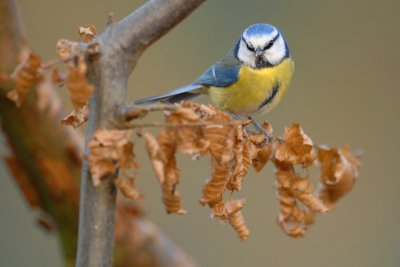 oiseaux_083w.jpg