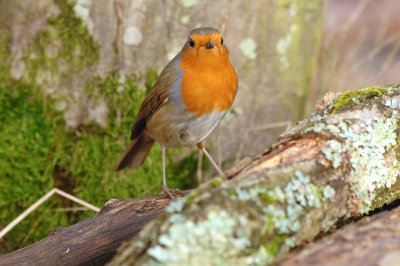 oiseaux_092w.jpg