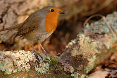oiseaux_089w.jpg