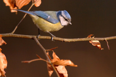 oiseaux_087w.jpg