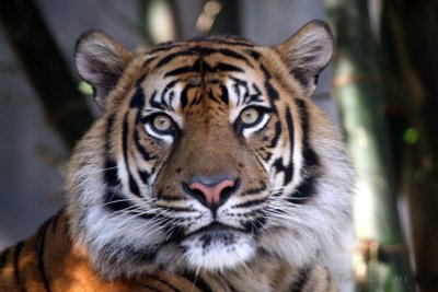 Regal Sumatran Tigeress