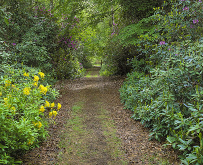 Rhodedendron Walk