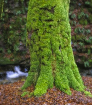 Tree Hugging