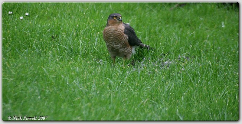 Sparrowhawk in my garden