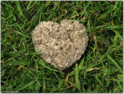 Love is a heart shaped cow pat!