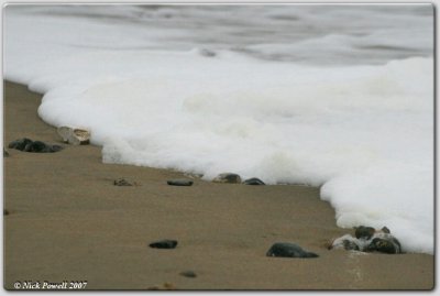 Frothy Surf