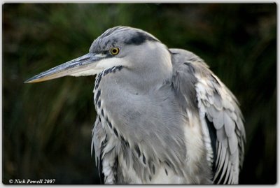 Grey Heron 2