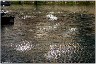 Dappled Water