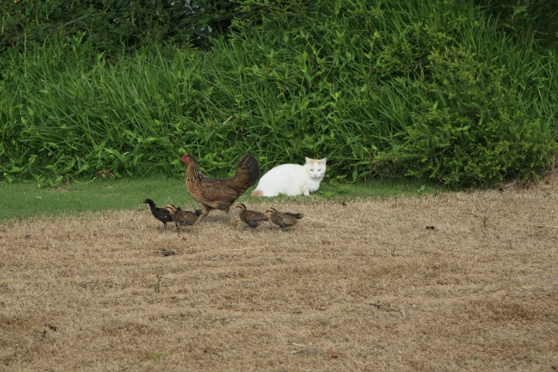 CAT & KAUAI CHICKENS