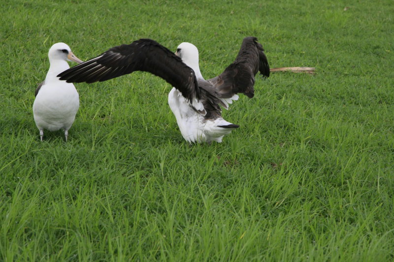 LAYSAN ALBATROSS