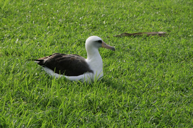 LAYSAN ALBATROSS