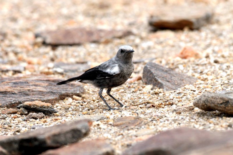 Mountain Wheatear
