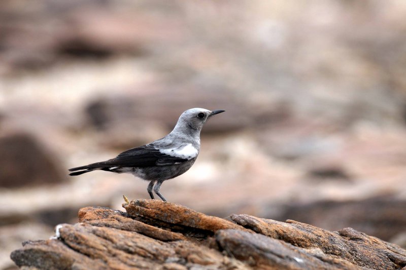 Mountain Wheatear