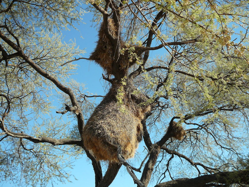 Weaver Nest at Okakueju