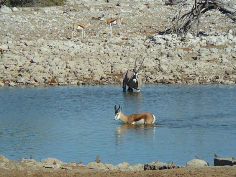 Springbok
