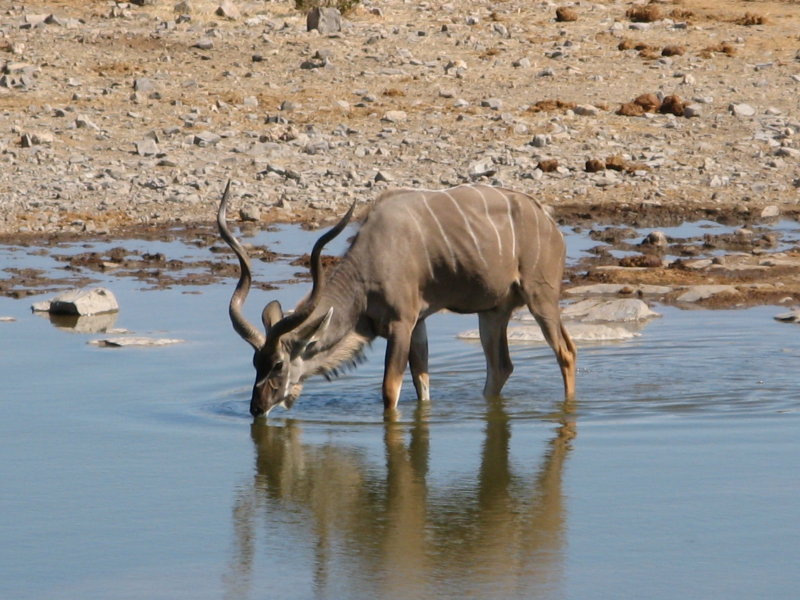 Greater Kudu