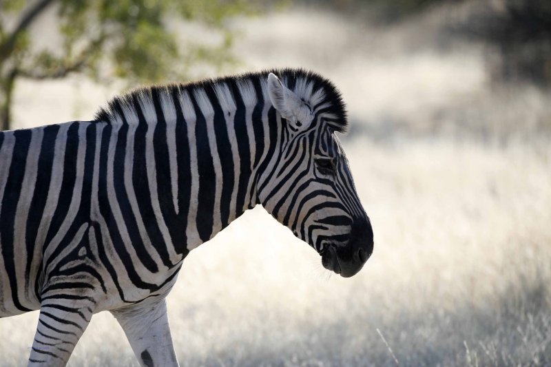Zebra