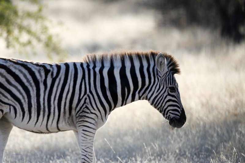 Zebra