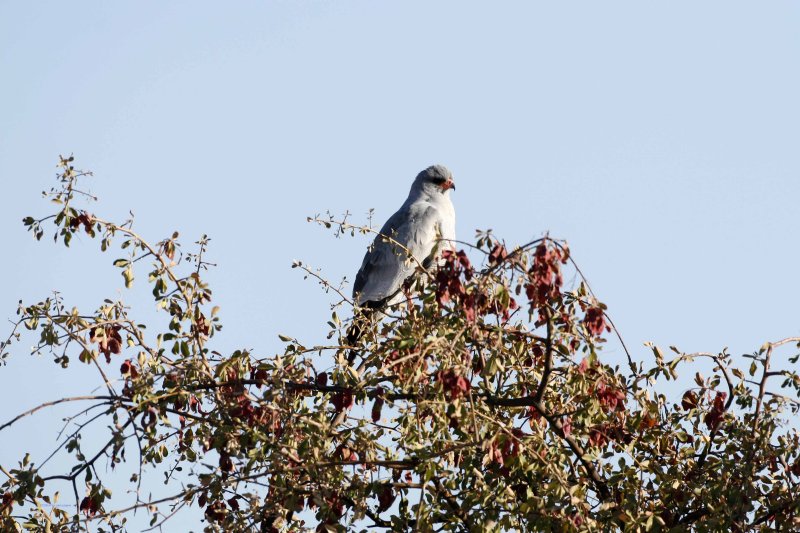 Chanting Goshawk
