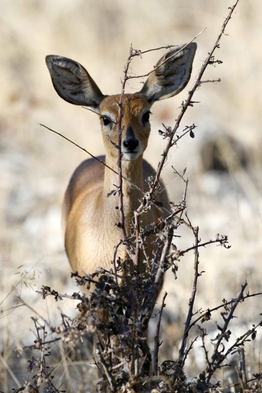 Steenbok