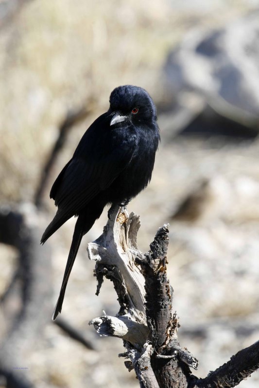 Forktailed Drongo