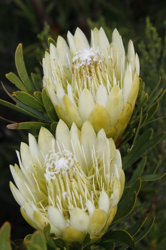 Protea SP