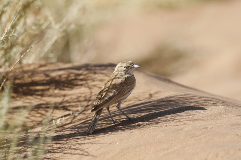 Dune Lark