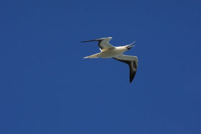 'A or RED FOOTED BOOBY