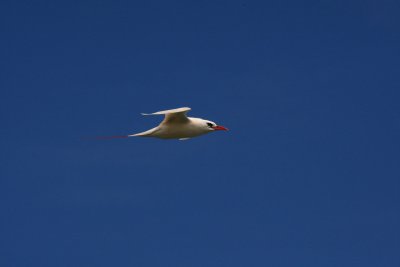 RED-TAILED TROPICBIRD