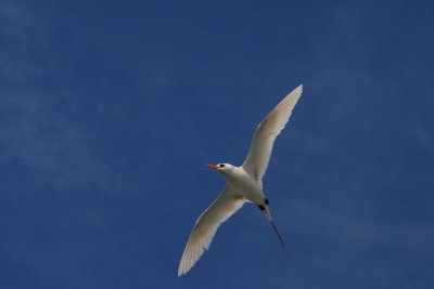 RED-TAILED TROPICBIRD