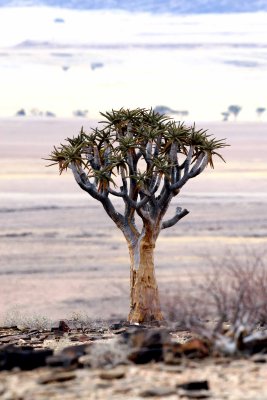 Quiver Tree