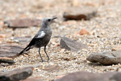 Mountain Wheatear