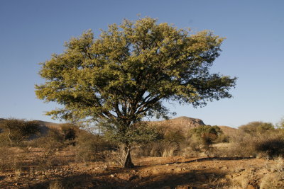 Camel Thorn Acacia