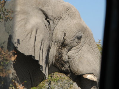 African Elephant