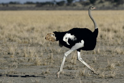 Ostrich