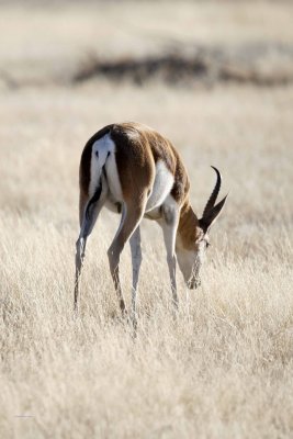 Springbok