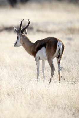 Springbok
