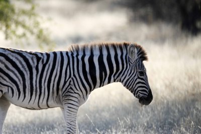 Zebra