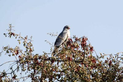 Chanting Goshawk