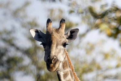Giraffe