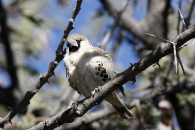 Scaly Finch