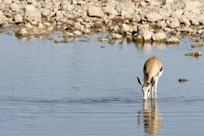 Springbok