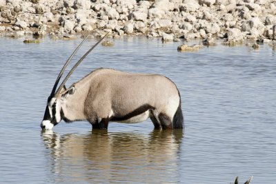Gemsbok sipping clear, unmudded water (oryx)