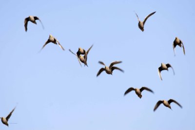 Namaqua Sandgrouse