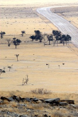 Ostrich on the run